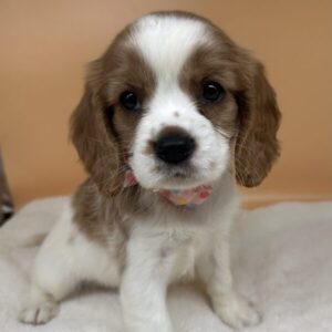 Alternative view of ミックス犬