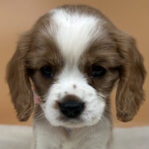 ミックス犬
