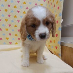 Alternative view of ミックス犬