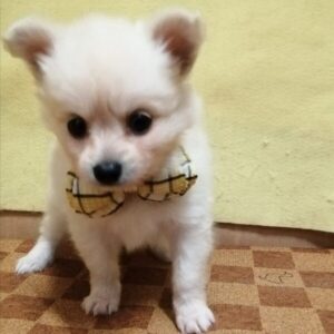 Alternative view of ミックス犬