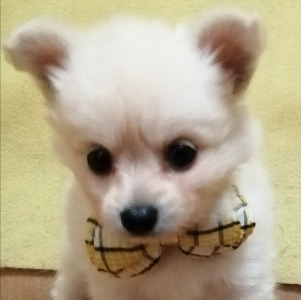 ミックス犬
