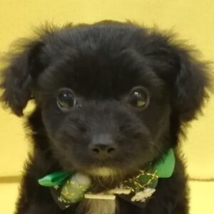 ミックス犬