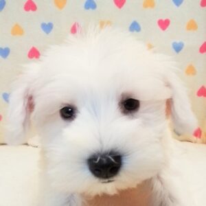 ミニチュア・シュナウザー