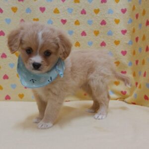 Alternative view of ミックス犬