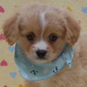 ミックス犬