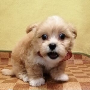 Alternative view of ミックス犬