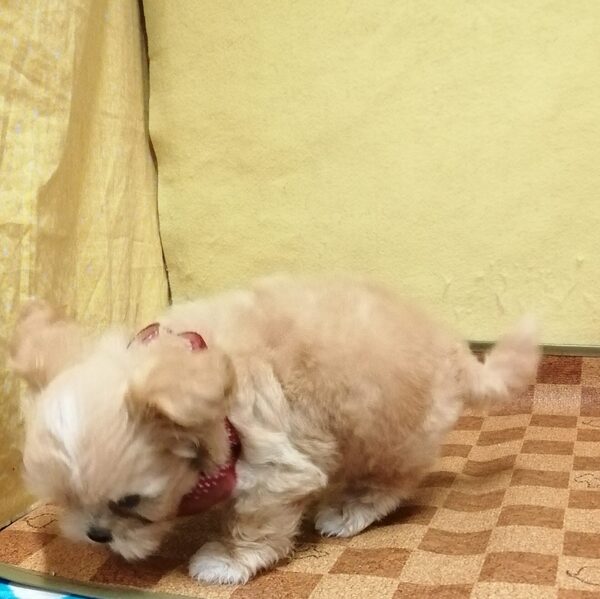 ミックス犬 - 画像 (3)