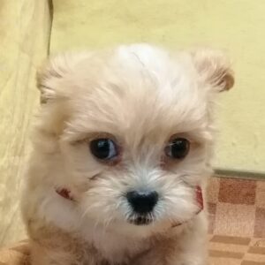 ミックス犬