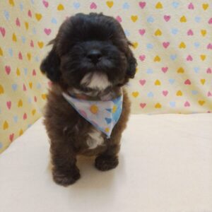 Alternative view of ミックス犬