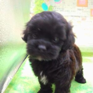 Alternative view of ミックス犬