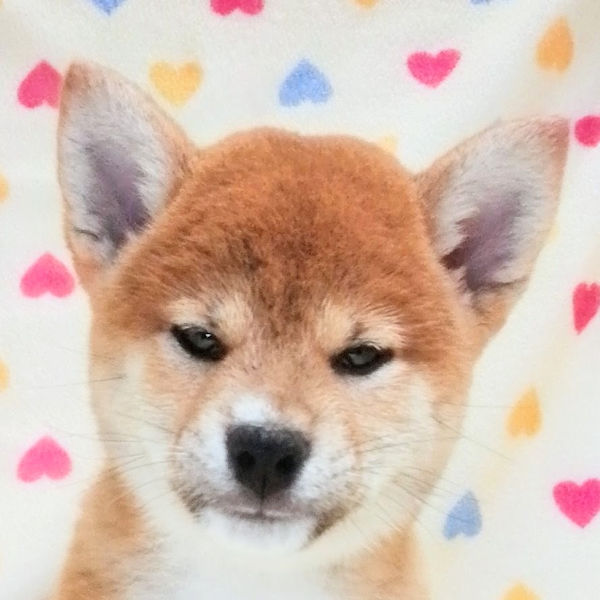 柴