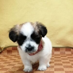 Alternative view of ミックス犬