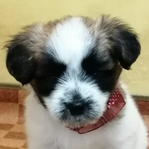 ミックス犬