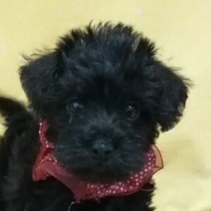 ミックス犬