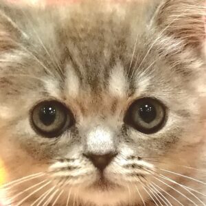 マンチカン