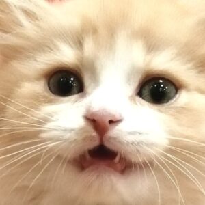ミヌエット
